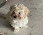 Small #30 Maltipoo (Miniature)