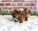 Small #4 Shih Tzu