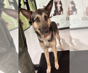 German Shepherd Dog Dogs for adoption in Temple, TX, USA