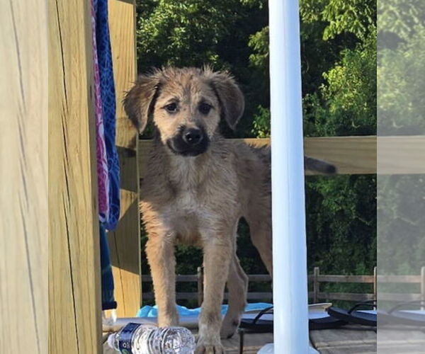 Medium Photo #6 Golden Shepherd Puppy For Sale in Pottstown, PA, USA