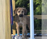 Small #5 Golden Shepherd