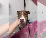 Small #2 American Pit Bull Terrier-Australian Shepherd Mix