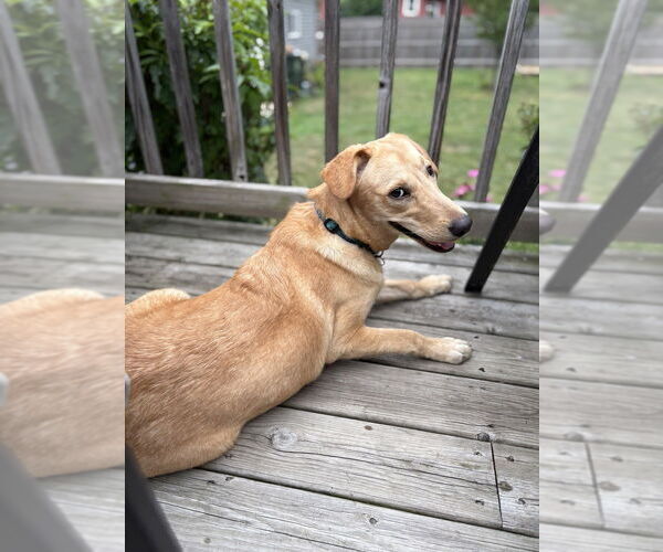 Medium Photo #2 Retriever -Unknown Mix Puppy For Sale in Mundelein, IL, USA