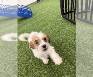 Bichon Frise-Poodle (Standard) Mix Puppy for Sale in KOKOMO, Indiana USA
