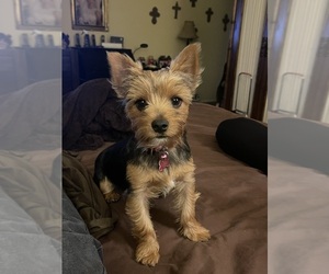 Mother of the Yorkshire Terrier puppies born on 05/22/2025