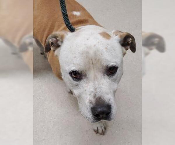 Medium Photo #1 Mutt Puppy For Sale in Bakersfield, CA, USA