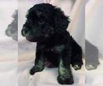 Puppy 5 Poodle (Toy)-Schnauzer (Miniature) Mix
