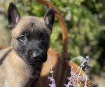 Puppy Luna Belgian Malinois