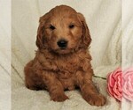 Small Photo #1 Goldendoodle (Miniature) Puppy For Sale in LEOLA, PA, USA