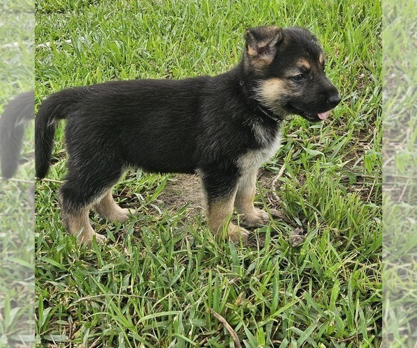 Medium Photo #7 German Shepherd Dog Puppy For Sale in NAVASOTA, TX, USA