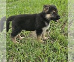 Small #6 German Shepherd Dog