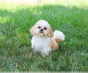 Mother of the Shih Tzu puppies born on 08/31/2026