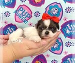 Small #1 Shih Tzu