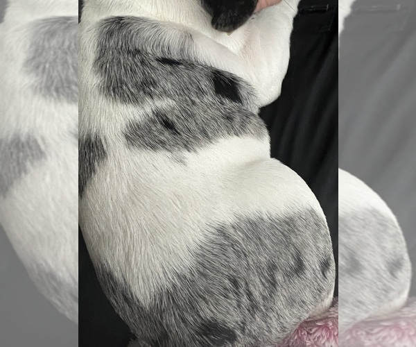 Medium Photo #4 French Bulldog Puppy For Sale in ROUND ROCK, TX, USA