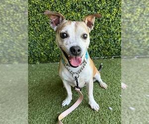 Mutt Dogs for adoption in Naples, FL, USA