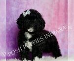 Small Photo #80 Poodle (Toy) Puppy For Sale in WARSAW, IN, USA