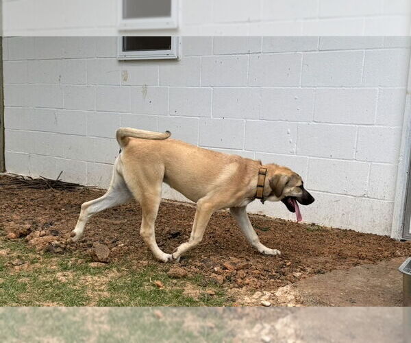 Medium Photo #20 Anatolian Shepherd-Rhodesian Ridgeback Mix Puppy For Sale in Higley, AZ, USA
