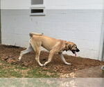 Small #19 Anatolian Shepherd-Rhodesian Ridgeback Mix
