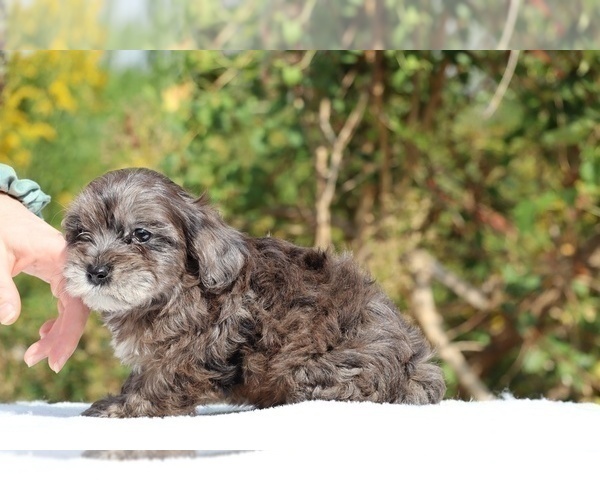 Medium Photo #50 ShihPoo Puppy For Sale in DYERSBURG, TN, USA