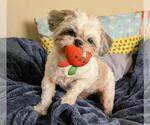Small #1 Shih Tzu Mix