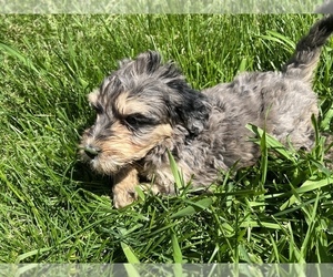 Bernedoodle Puppy for sale in URBANA, OH, USA