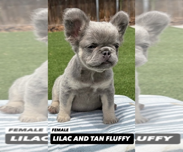 Medium Photo #10 French Bulldog Puppy For Sale in DETROIT, MI, USA