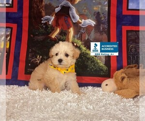 Miniature Schnauzzie-Poodle (Toy) Mix Puppy for sale in WINNSBORO, LA, USA