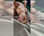 Small #2 American Pit Bull Terrier Mix