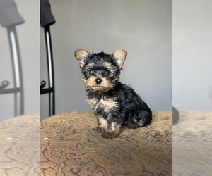 Yorkshire Terrier Puppy for sale in RUSSELLVILLE, AR, USA