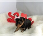Small Photo #3 Yorkshire Terrier Puppy For Sale in NICHOLSON, GA, USA
