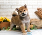 Small Photo #10 Shiba Inu Puppy For Sale in NEWARK, DE, USA