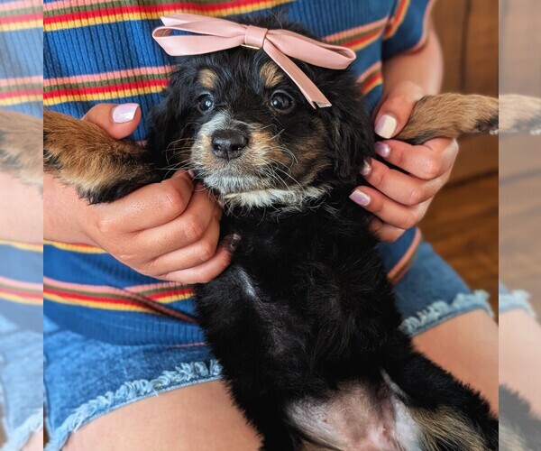Medium Photo #5 Bernedoodle (Miniature) Puppy For Sale in DAVIS, CA, USA