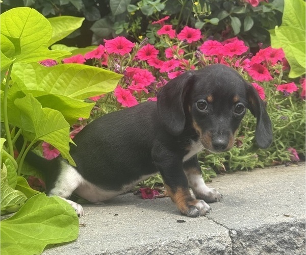 Medium Photo #5 Dachshund Puppy For Sale in CANOGA, NY, USA