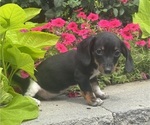 Dodge - Male Dachshund Puppy for Sale - Photo #5