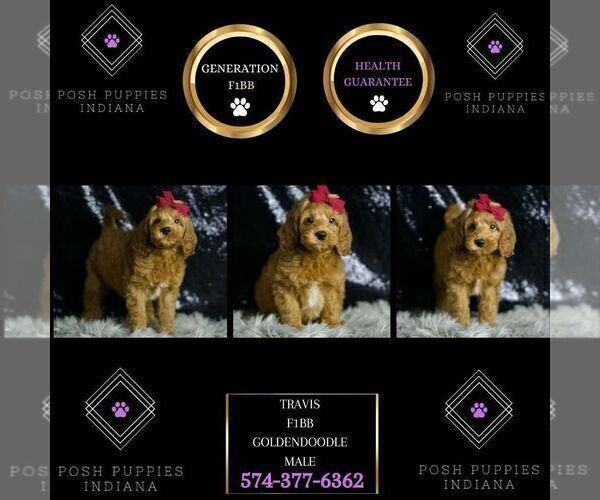 Medium Photo #48 Goldendoodle (Miniature) Puppy For Sale in WARSAW, IN, USA