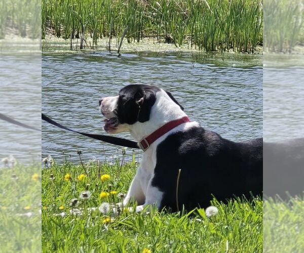 Medium Photo #2 Mutt Puppy For Sale in Oskaloosa, IA, USA