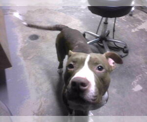 American Staffordshire Terrier Dogs for adoption in Tallahassee, FL, USA