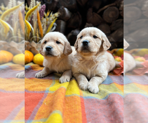 Golden Retriever Puppy for sale in CERES, CA, USA
