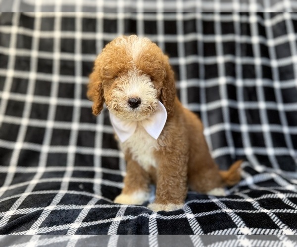 Medium Photo #7 Poodle (Miniature) Puppy For Sale in LAKELAND, FL, USA