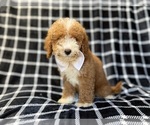 Small #6 Poodle (Miniature)