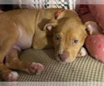 Small Photo #18 American Staffordshire Terrier-Unknown Mix Puppy For Sale in Holly Springs, NC, USA