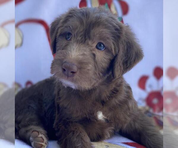 Medium Photo #1 Australian Kelpie-Unknown Mix Puppy For Sale in San Diego, CA, USA