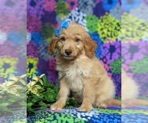 Goldendoodle (Miniature) Puppy for sale in QUARRYVILLE, PA, USA