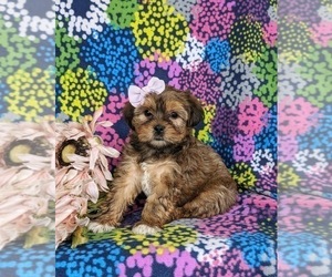 Shorkie Tzu Puppy for sale in KIRKWOOD, PA, USA