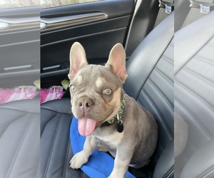 French Bulldog Puppy for sale in CARTHAGE, MO, USA