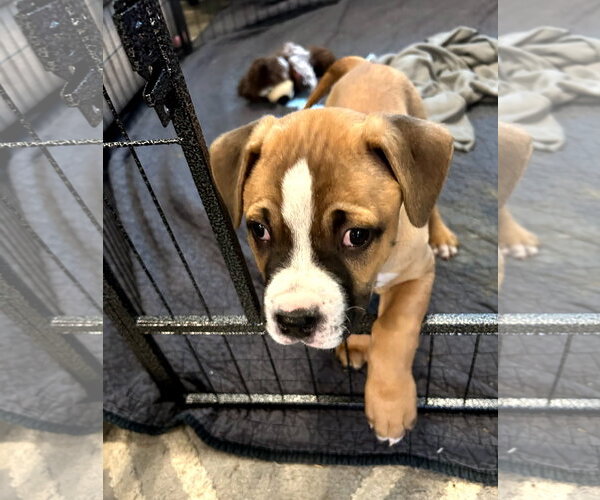 Medium Photo #1 Boxer-Staffordshire Bull Terrier Mix Puppy For Sale in Holly Springs, NC, USA