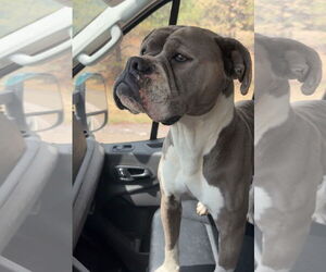 Boxer-Unknown Mix Dogs for adoption in Las Vegas, NM, USA