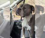 Small Boxer Mix