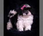 Small #3 Maltipoo (Toy)