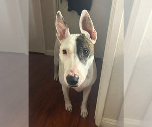 Bull Terrier Dogs for adoption in Lake Elsinore, CA, USA